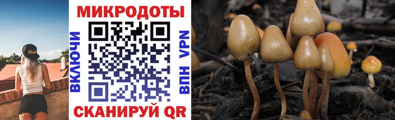 blacksprut зеркало  Дальнегорск  Псилоцибиновые грибы ЛСД 